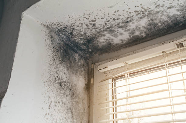 Trusted Commercial Mold Remediation service in Auburn, KY - Cheap Mold Removal