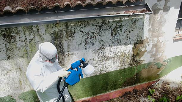 Trusted Black Mold Removal service in Auburn, KY - Cheap Mold Removal